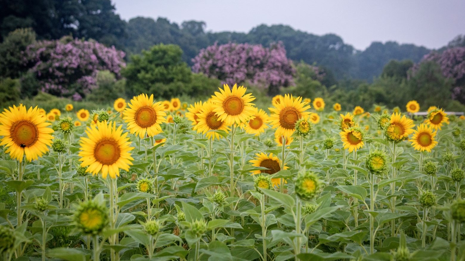 Sunflowers Dorothea Dix Park